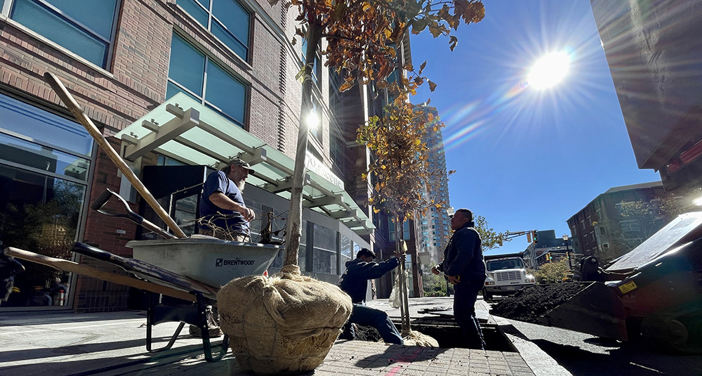 Working with the city, the Exchange Place Alliance is adding 59 trees to to Jersey City's Exchange Place district. - EXCHANGE PLACE ALLIANCE