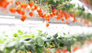 Jersey City-based Oishii – which translates to “delicious” in Japanese – introduced its first strawberry in 2018, the Omakase Berry.