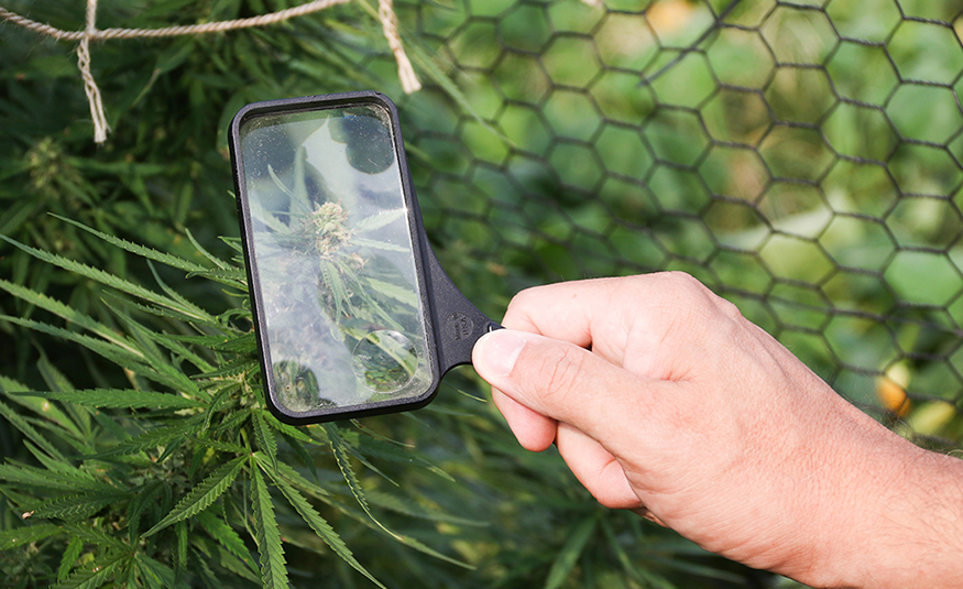 Beginning in the fall 2024 semester, Stockton University will become the first higher education institution in New Jersey to offer an undergraduate degree in cannabis studies.