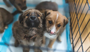 Puppies