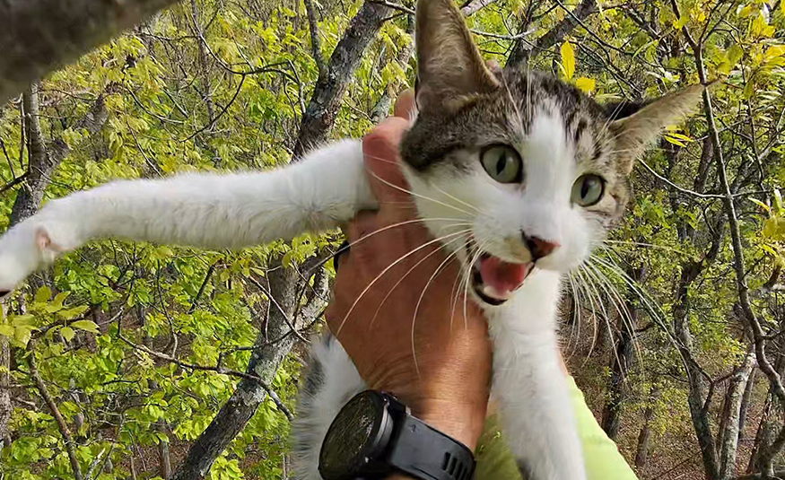Steven Murrow, a licensed arborist from Pitman and the owner of Tesla Tree Service, uses his professional tree-climbing skills to retrieve cats stuck in tall trees – at no cost.